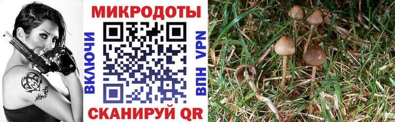Галлюциногенные грибы Psilocybine cubensis  купить   Владикавказ 